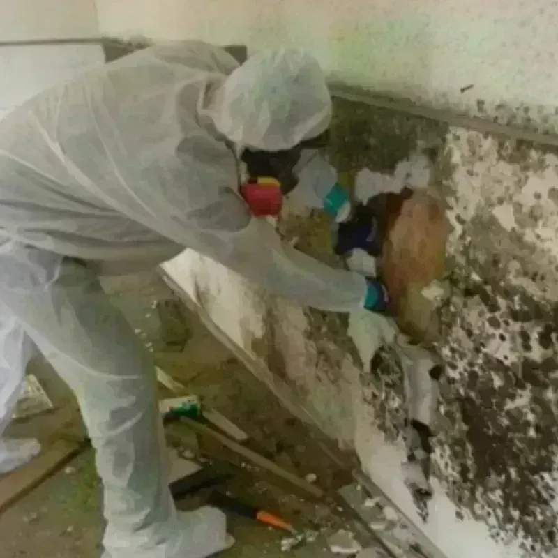 Mold Remediation and Removal in East Cleveland, TN